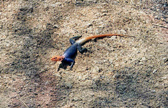 Agama planiceps