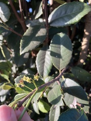 Elaeodendron croceum