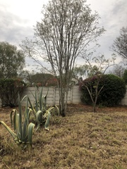 Pterocarpus rotundifolius