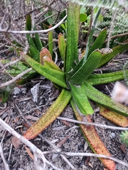 Gasteria acinacifolia
