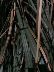 Cortaderia