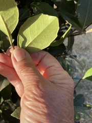 Elaeodendron croceum