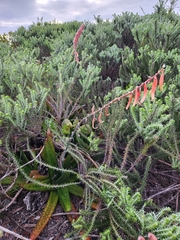 Gasteria acinacifolia