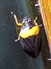 Phymatostetha deschampsi