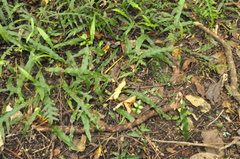 Microsorum scandens