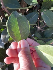 Elaeodendron croceum