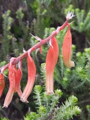 Gasteria acinacifolia