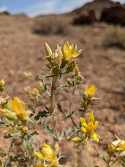 Mentzelia cronquistii