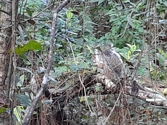 Sciurus carolinensis