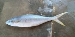 Elagatis bipinnulata
