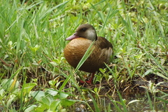 Amazonetta brasiliensis