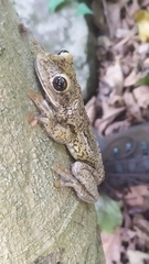 Trachycephalus nigromaculatus