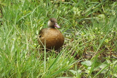 Amazonetta brasiliensis