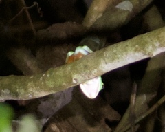 Agalychnis callidryas