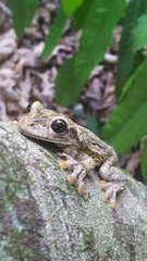 Trachycephalus nigromaculatus