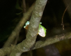 Agalychnis callidryas