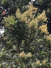 Laurophyllus capensis