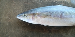 Elagatis bipinnulata