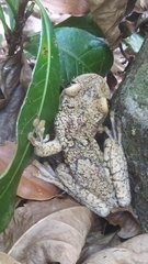 Trachycephalus nigromaculatus