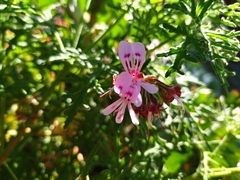 Pelargonium radens