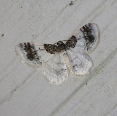 Hydrelia condensata