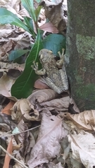 Trachycephalus nigromaculatus