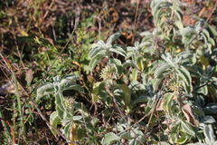 Marrubium incanum