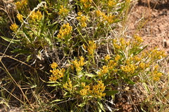 Petradoria pumila