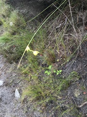 Bobartia longicyma
