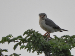 Polihierax semitorquatus