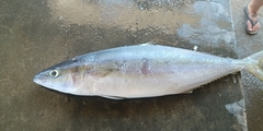 Elagatis bipinnulata