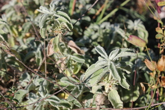 Marrubium incanum
