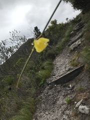 Bobartia longicyma