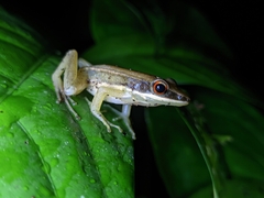 Indosylvirana