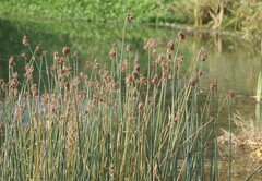 Schoenoplectus acutus