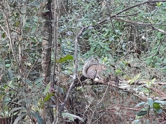 Sciurus carolinensis