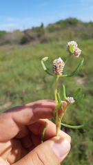 Blutaparon vermiculare