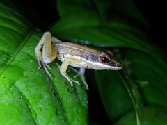 Indosylvirana
