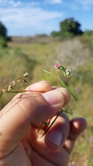 Euphorbia florida