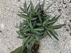 Tradescantia spathacea