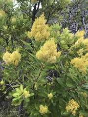 Laurophyllus capensis