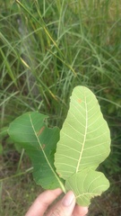 Curatella americana