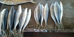 Elagatis bipinnulata