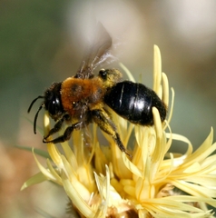 Andrena thoracica