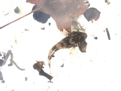 Cottus