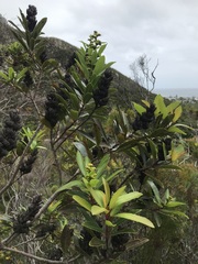 Laurophyllus capensis