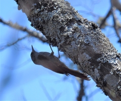 Sittasomus griseicapillus