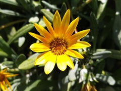 Gazania rigens