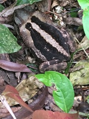 Rhinella icterica