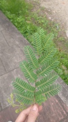 Schizolobium parahyba